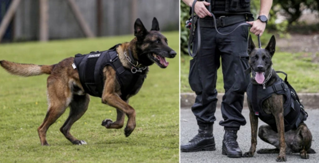 image of police dogs