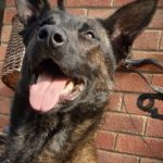 Grimsby: Man who bit police dog on head jailed